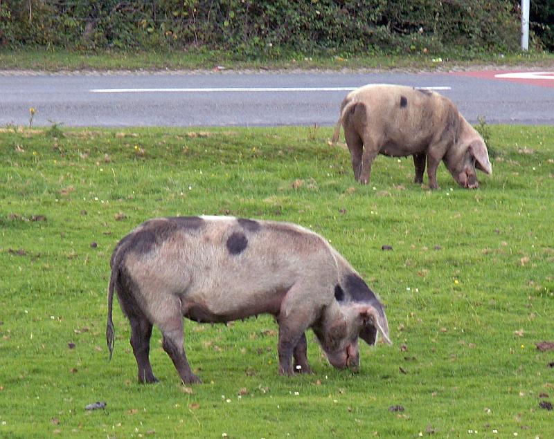170 Pigs in the New Forest.jpg - KONICA MINOLTA DIGITAL CAMERA
